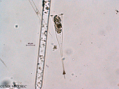 phyto/Scattered_Islands/all/COMMA April 2011/Rhabdonella sp (ancien Cilié-Tintinnide 2)(copy)_thumb.jpg